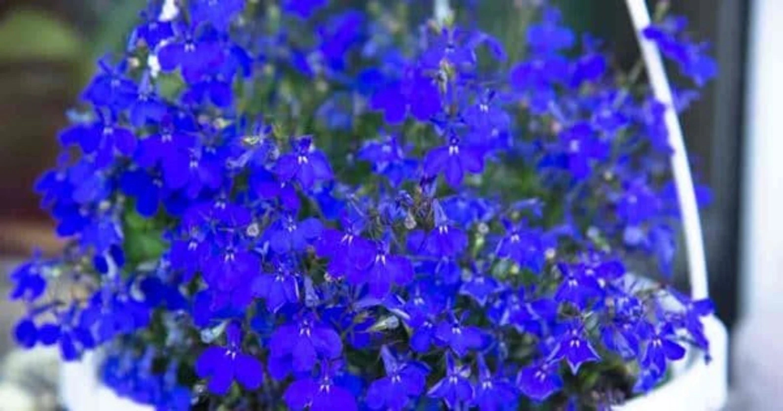 Etsy plants for hanging basket lobelia