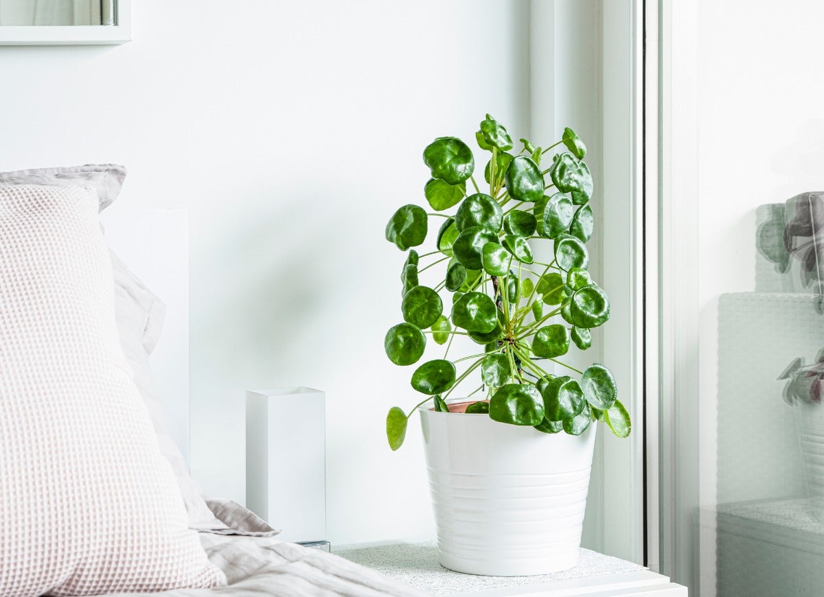 10 Trendy Houseplants That are Safe for Pets, According to Experts