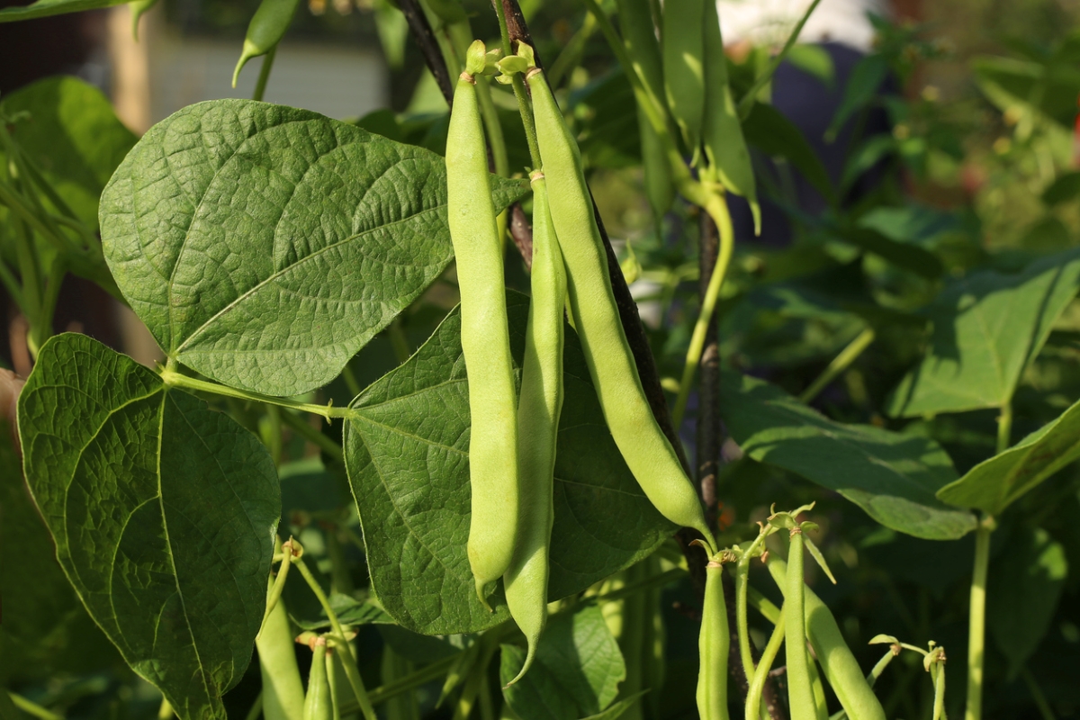 Green bush beans growing in the garden.