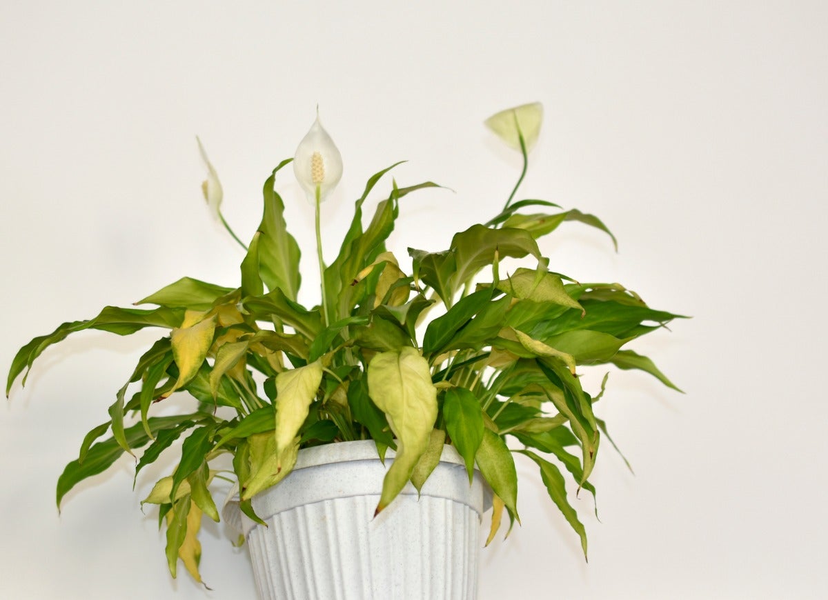 14 Symptoms of an Unhappy Houseplant (and How You Can Treat Them)