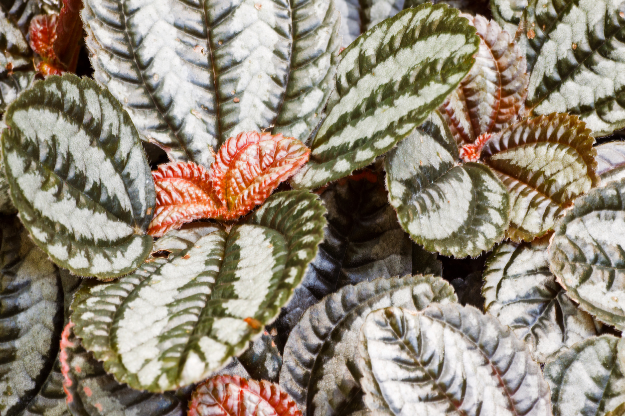 iStock-182743890 houseplant peperomia variegated