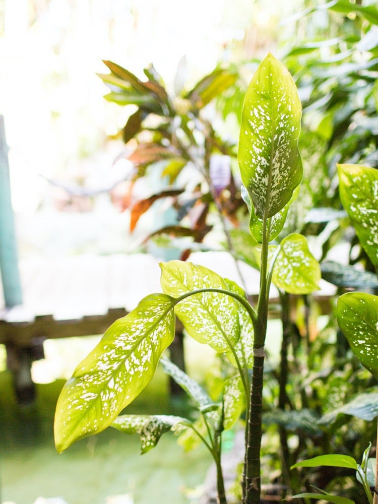 These 11 Plants May Help Keep Your House Cool