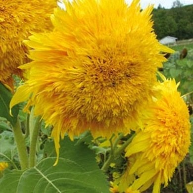 10 Not-to-Be-Missed Sunflower Blooms