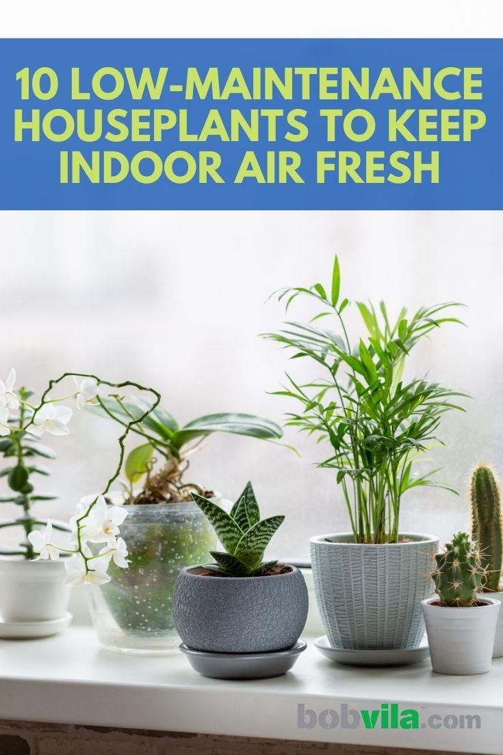 10 Low-Maintenance Houseplants to Keep Indoor Air Fresh