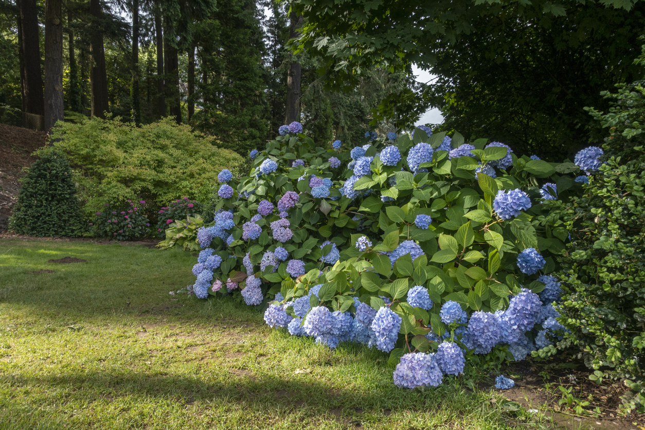 Woodland garden