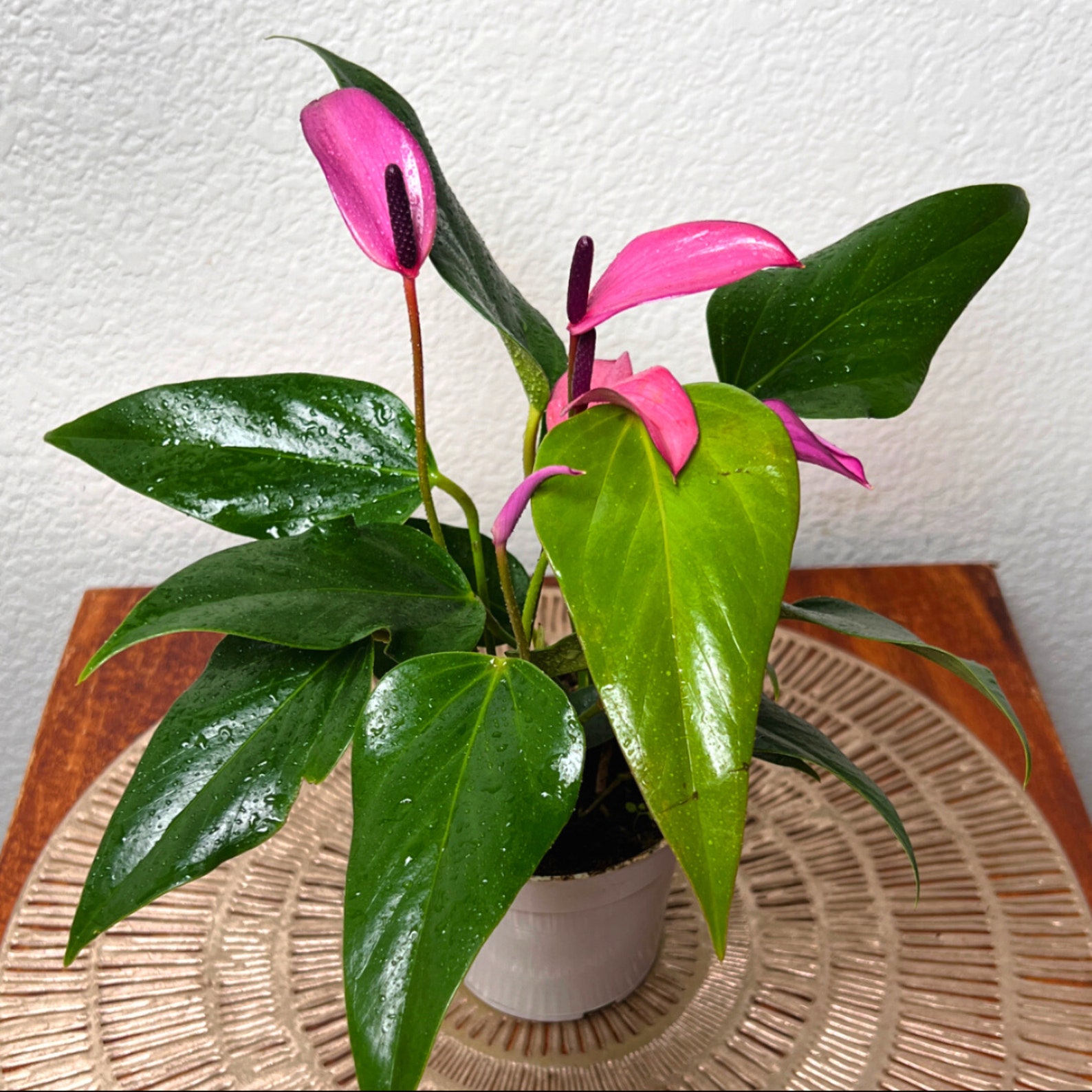 anthurium care