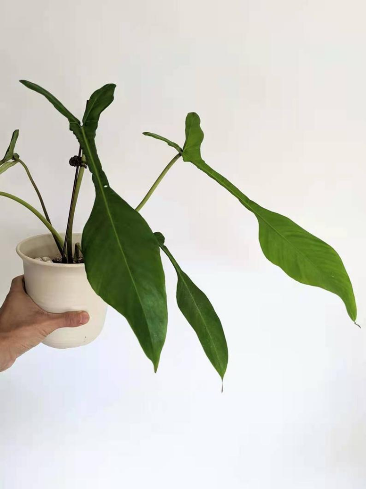 The Most Expensive Houseplants People Actually Buy