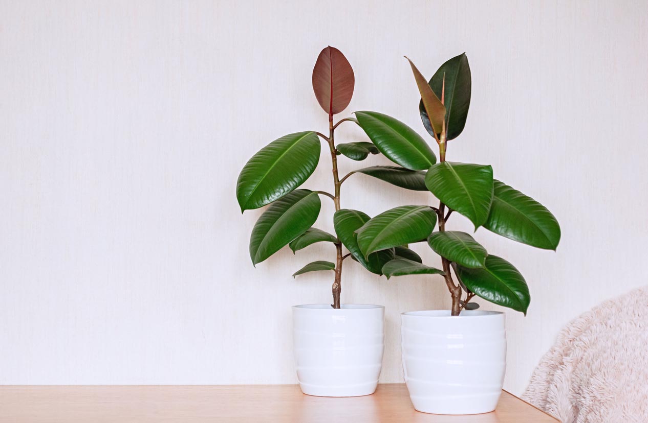 Rubber Plant Care