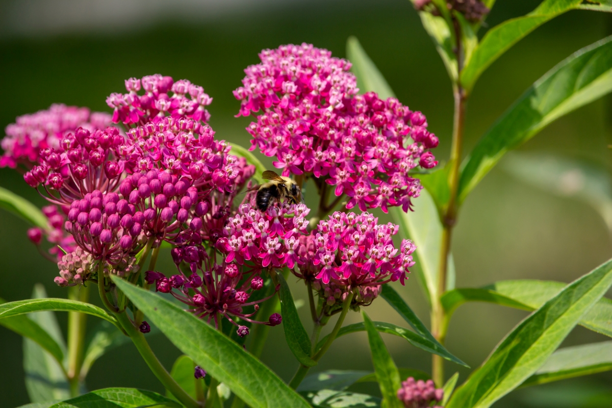 Bright pink cluster of flowers with bee.