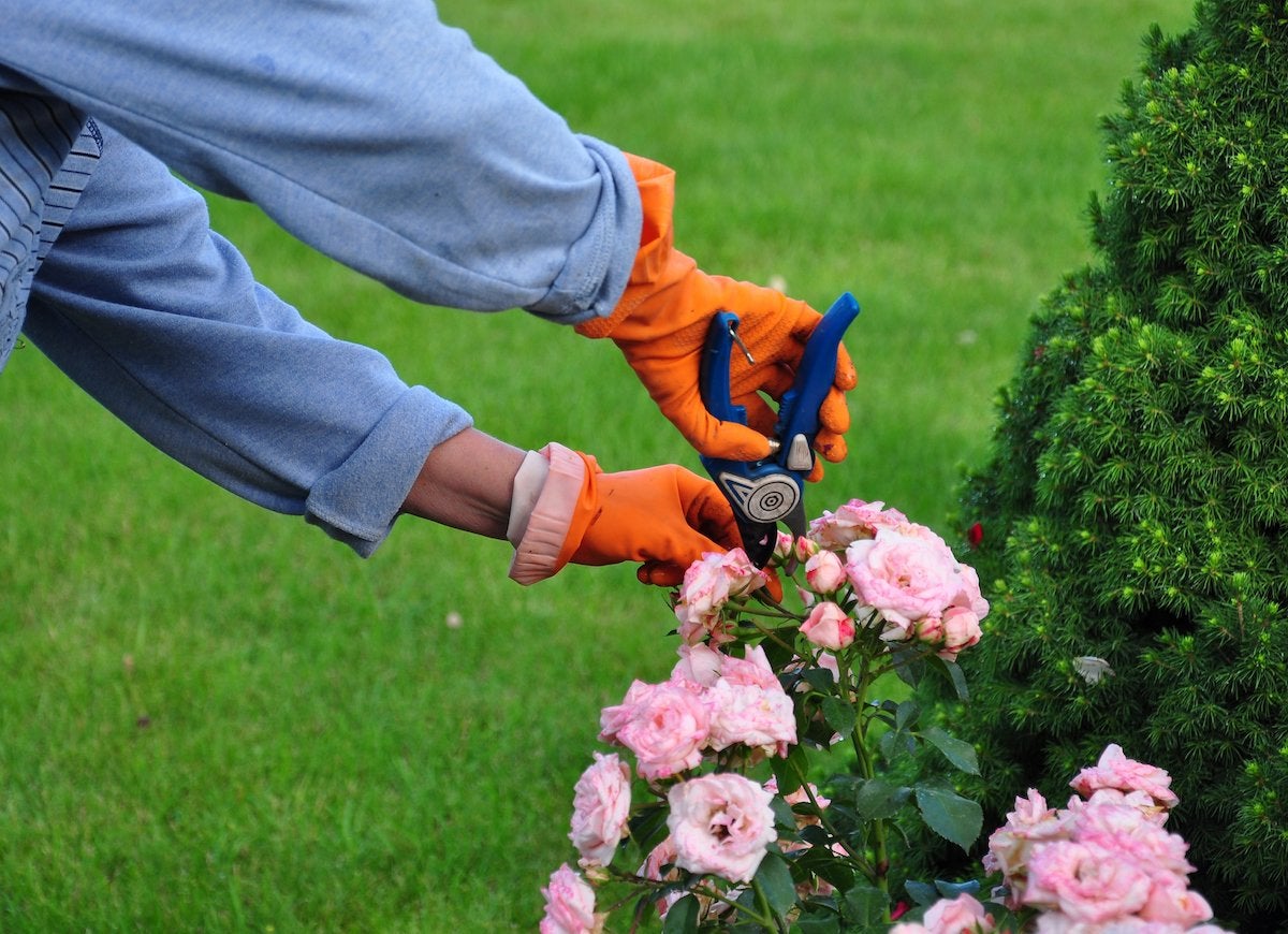 8 choses à savoir avant de mettre les pieds dans un magasin de plantes