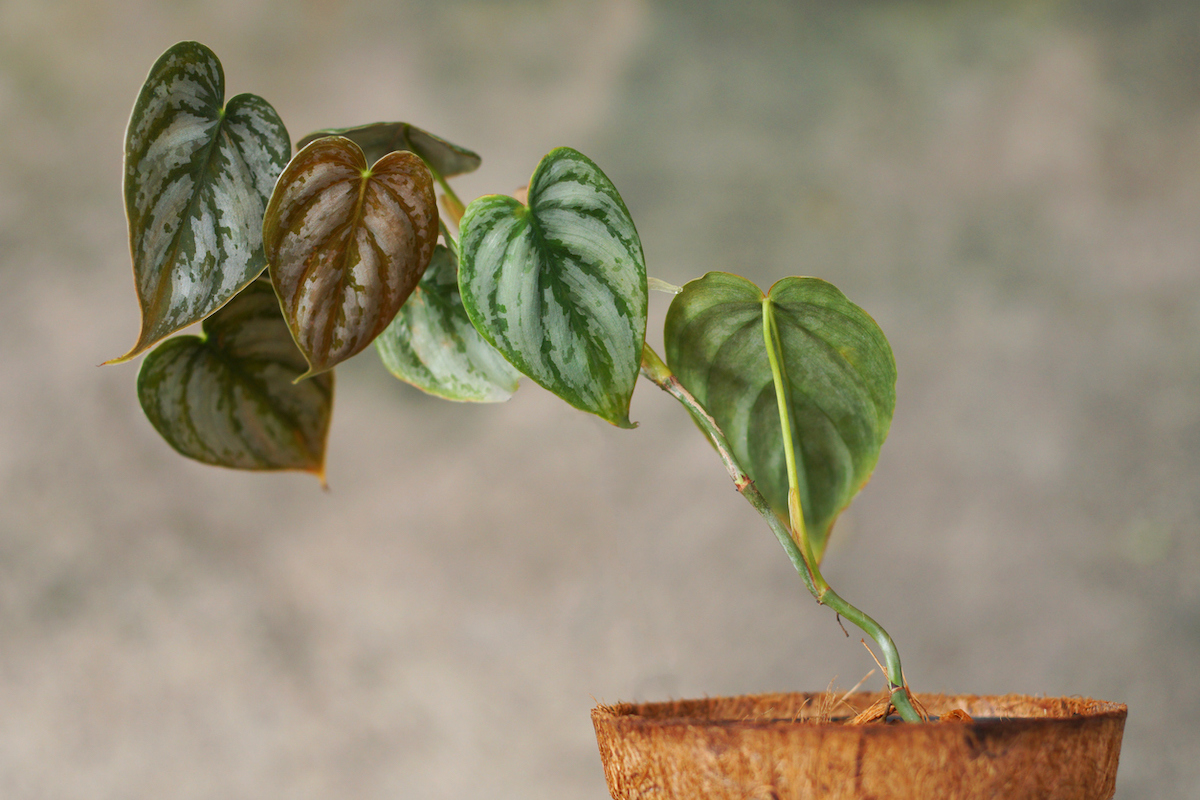 philodendron care