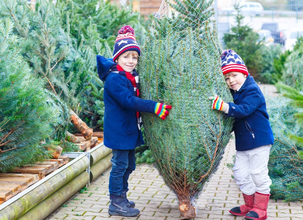 8 Things You Never Even Knew About Christmas Trees