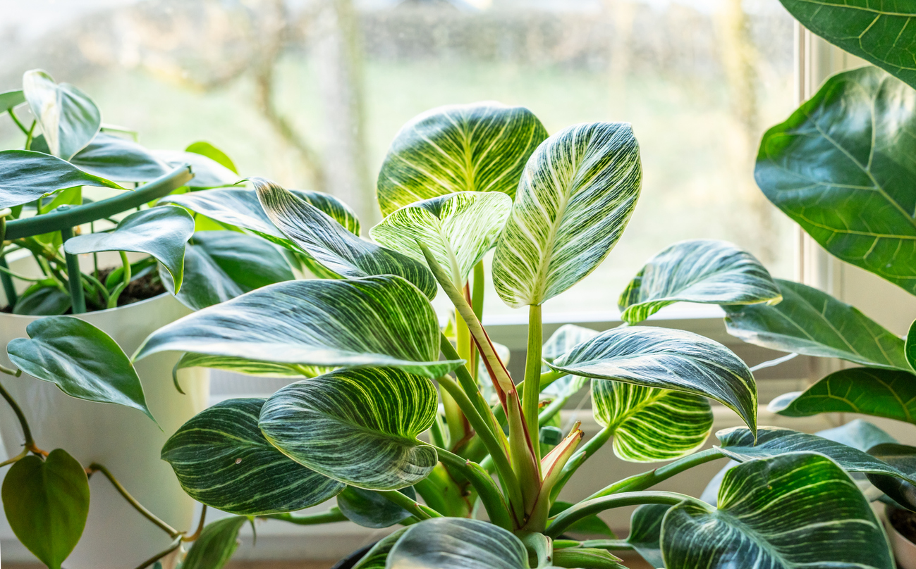 Philodendron house plant with white and green leaves in front of sunny window.