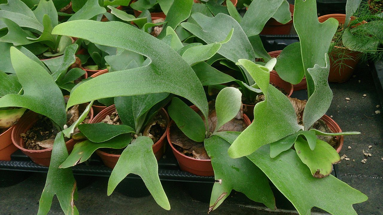 staghorn fern care X