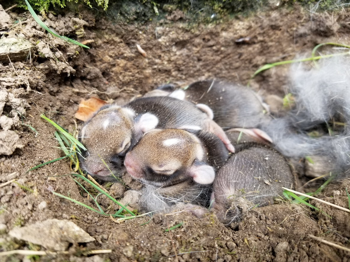 rabbit nest in yard with baby bunnies that dont have their eyes open yet