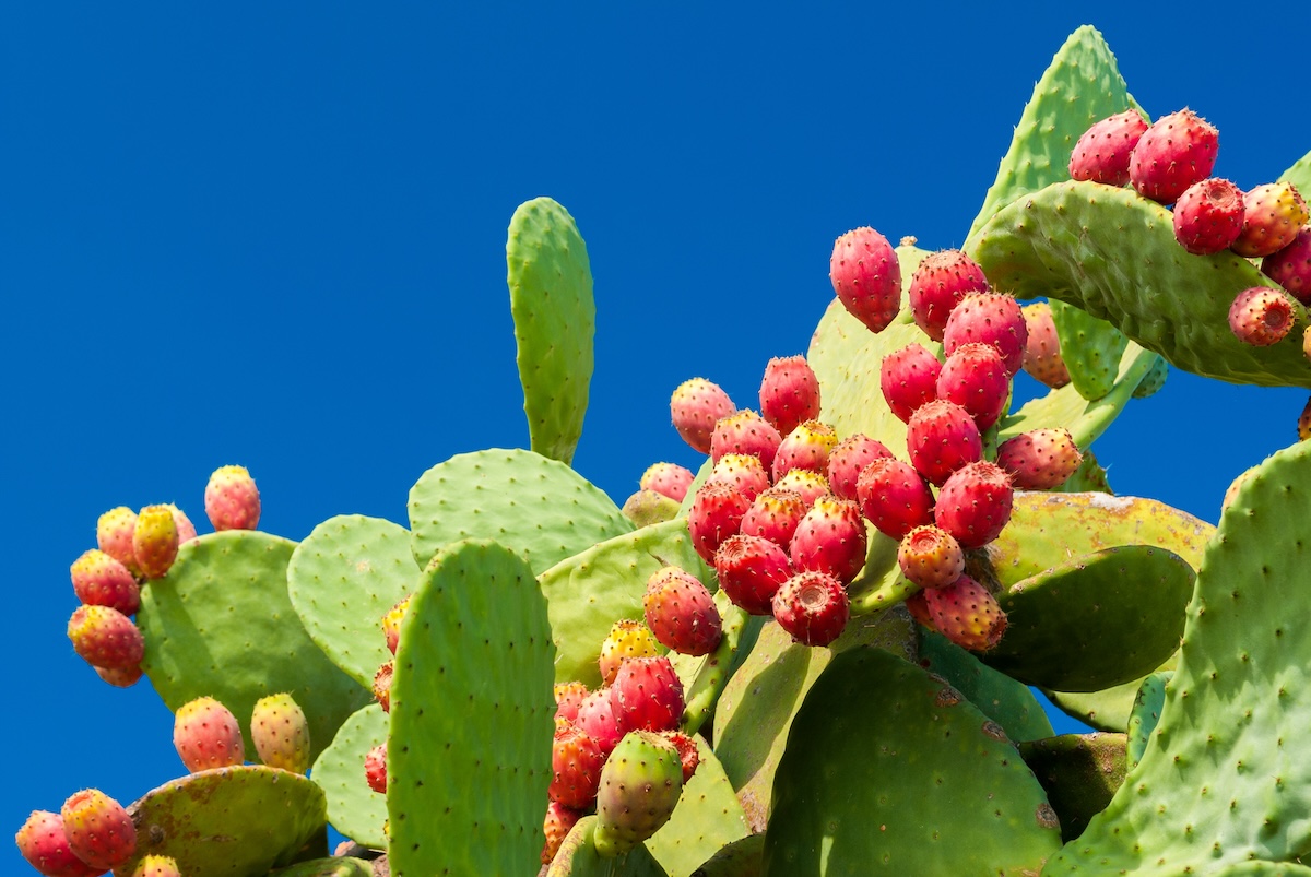 Prickly Pear (Opuntia) 