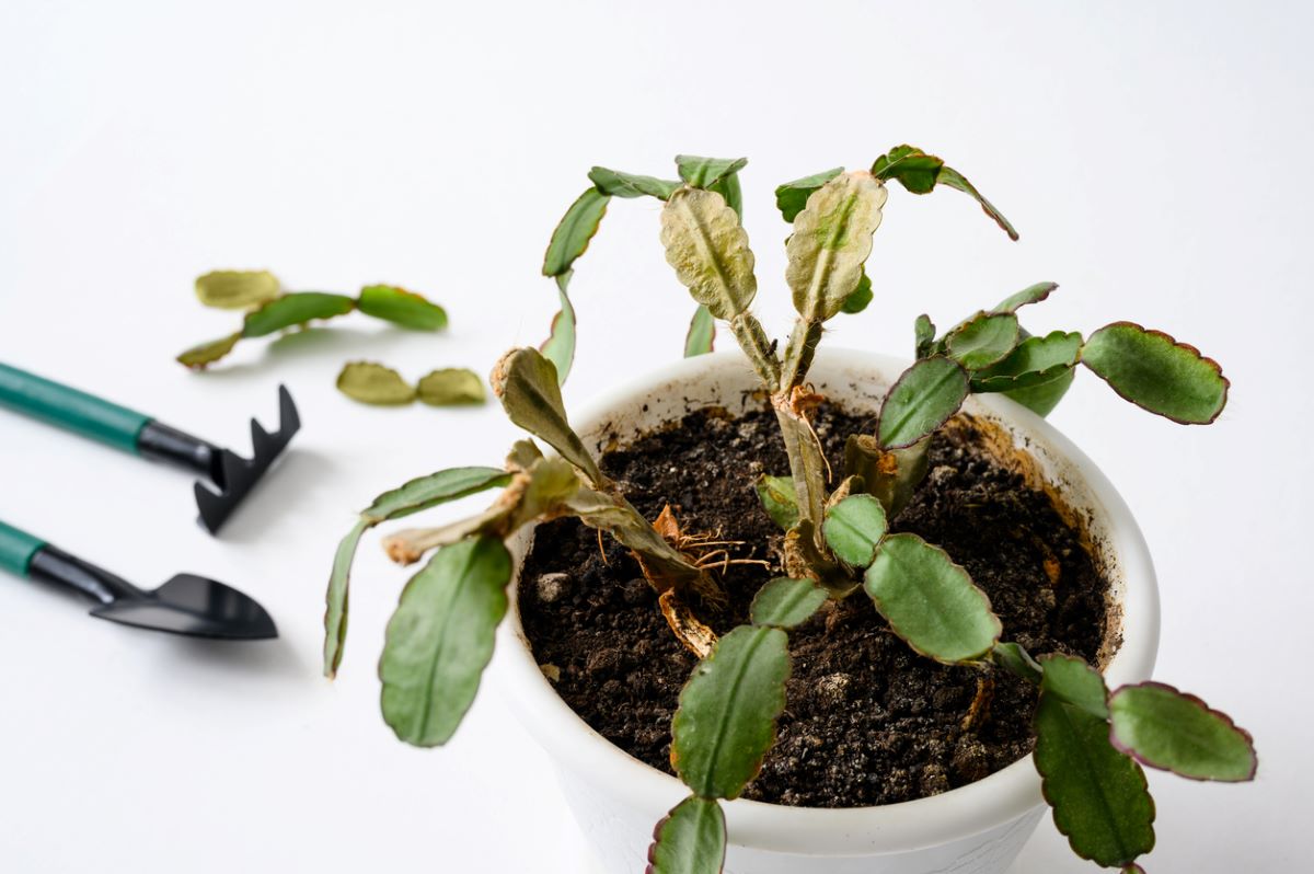 How to Help Your Houseplants Survive the Winter