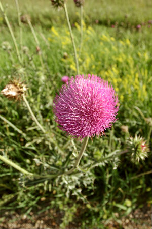 8 Top Tips for Pulling Weeds