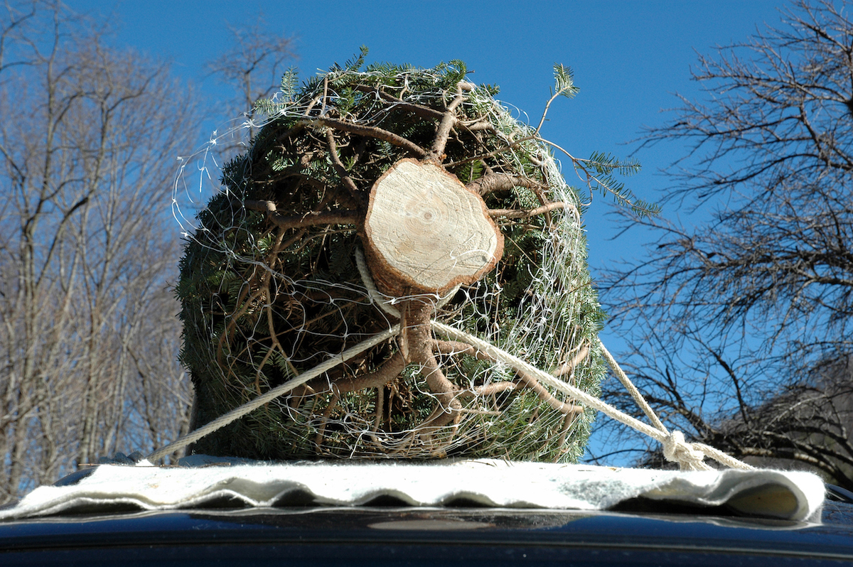 cut Christmas tree on top of car