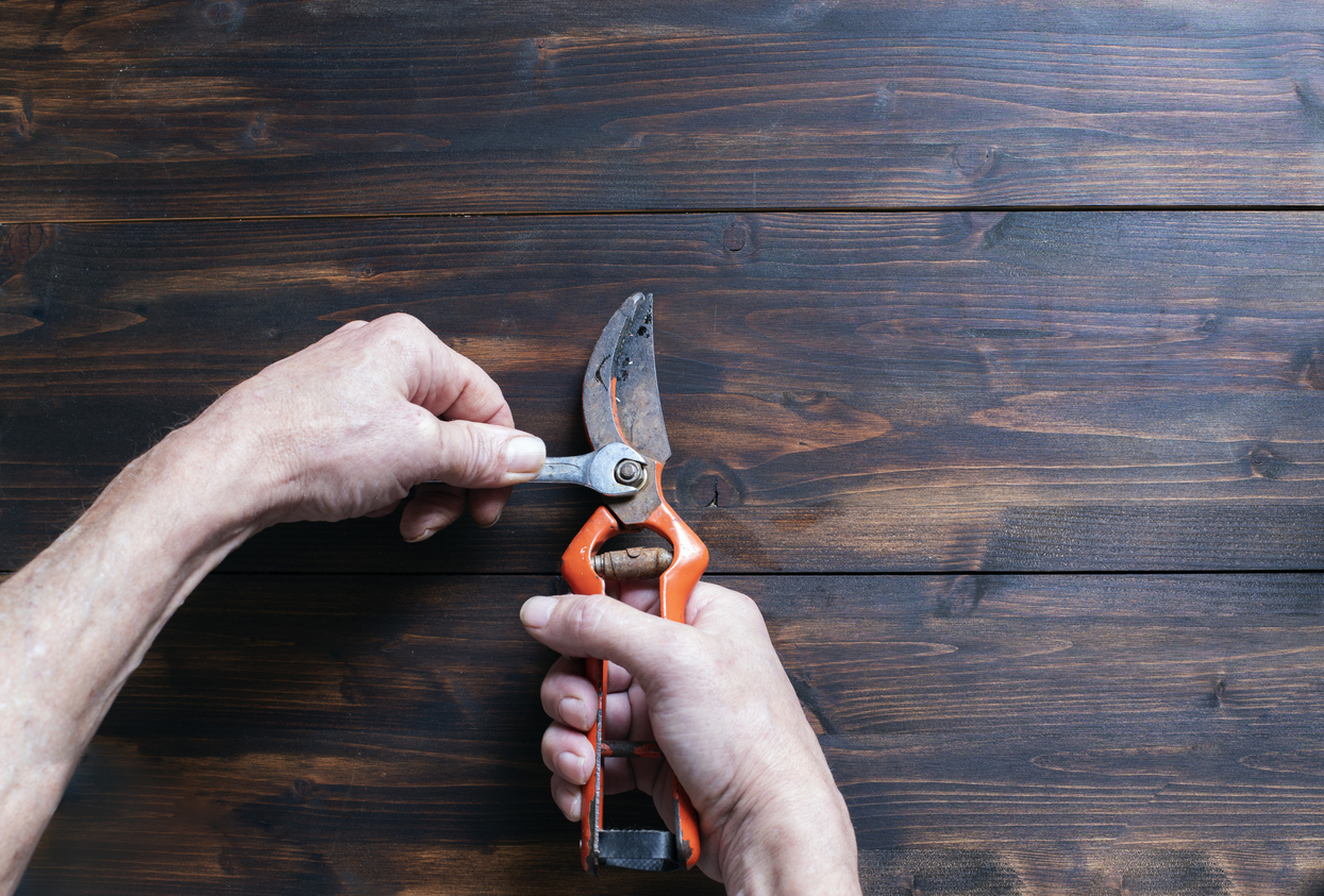 iStock-1294055939 projets incontournables à faire en février : affûtage des sécateurs de jardin