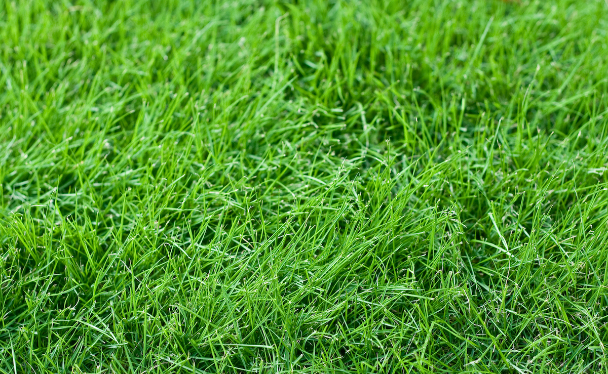 fétuque plantée en septembre et poussant dans un paysage domestique