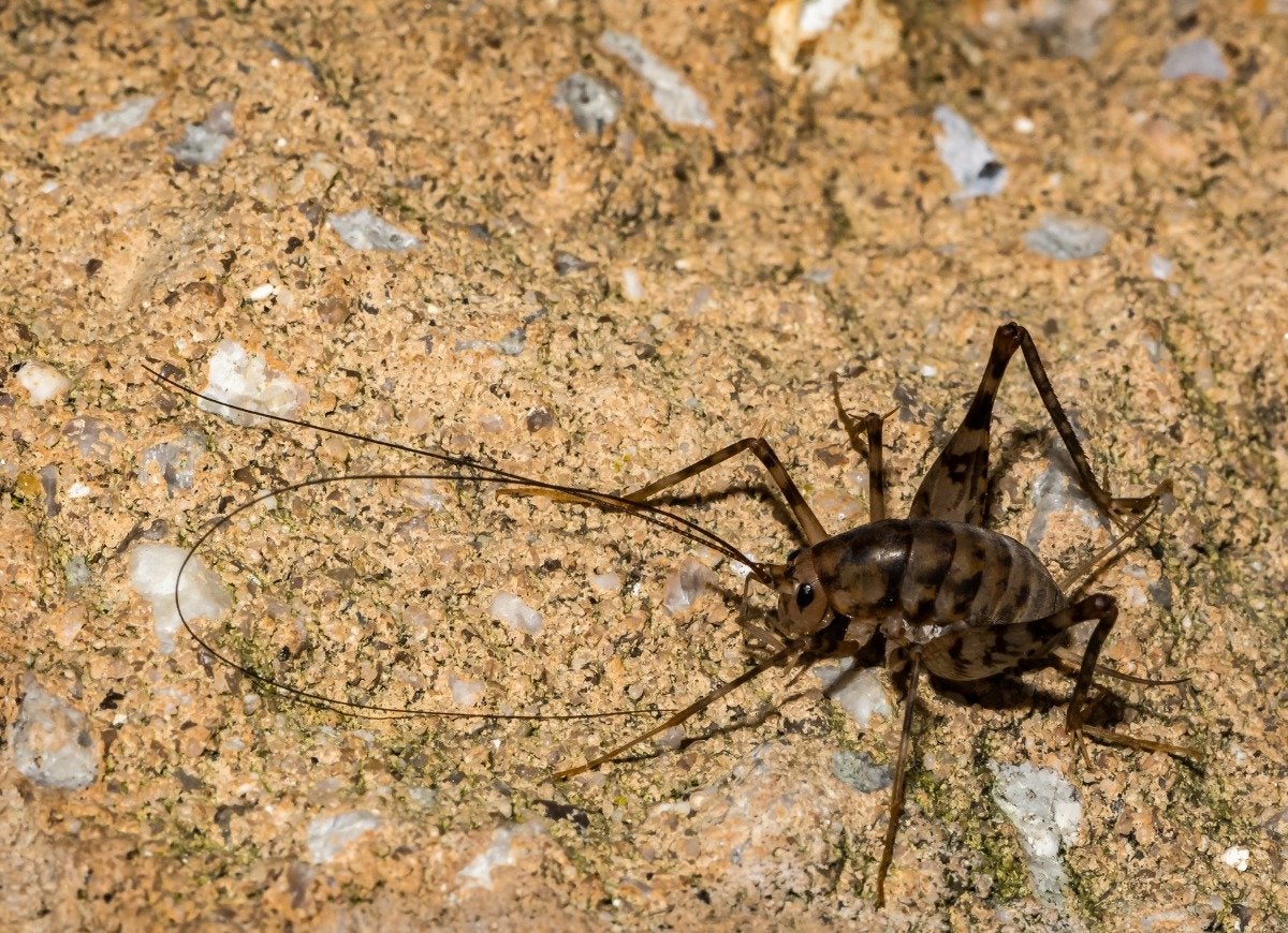 These 13 Pests Do the Most Damage to the Home