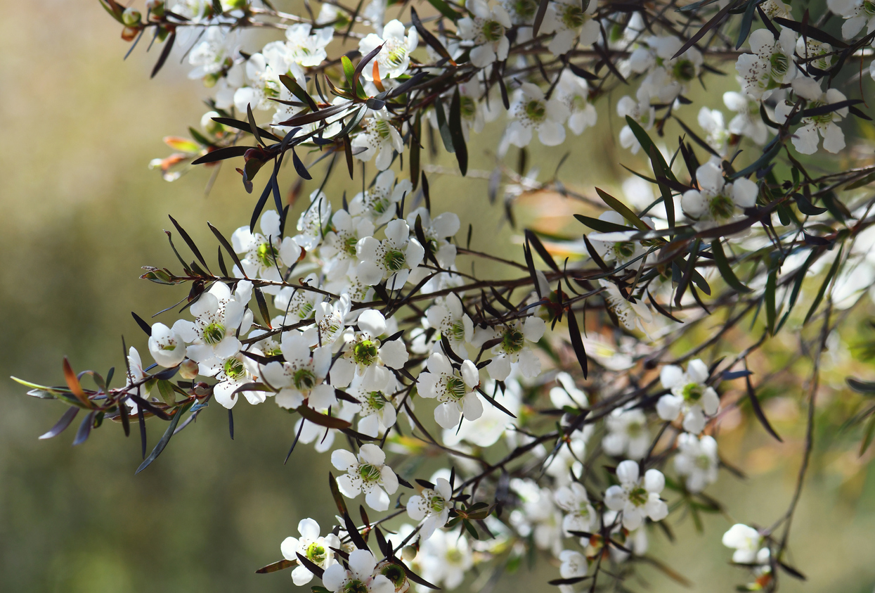 Australian nature background of white flowers of the Yellow Tea Tree, Leptospermum polygalifolium, family Myrtaceae, in Sydney heath, New South Wales. Also known as Tantoon. Endemic to sandstone soils of eastern Australia from Cape York Queensland to southern NSW