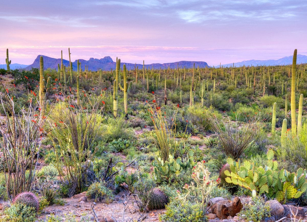 20 Places You Need to See If You Love Plants