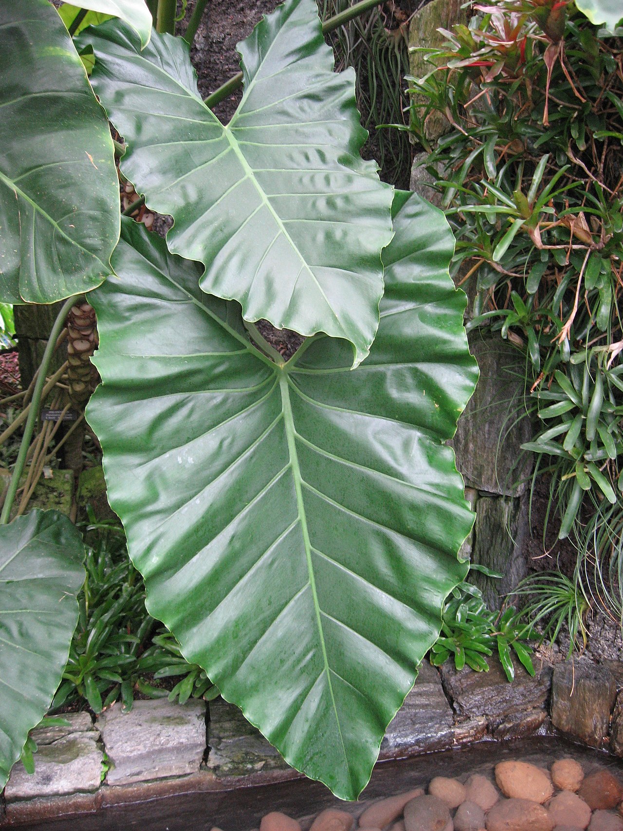 philodendron varieties