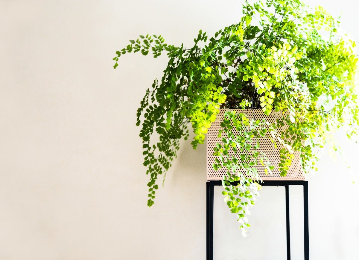 10 Trendy Houseplants That are Safe for Pets, According to Experts