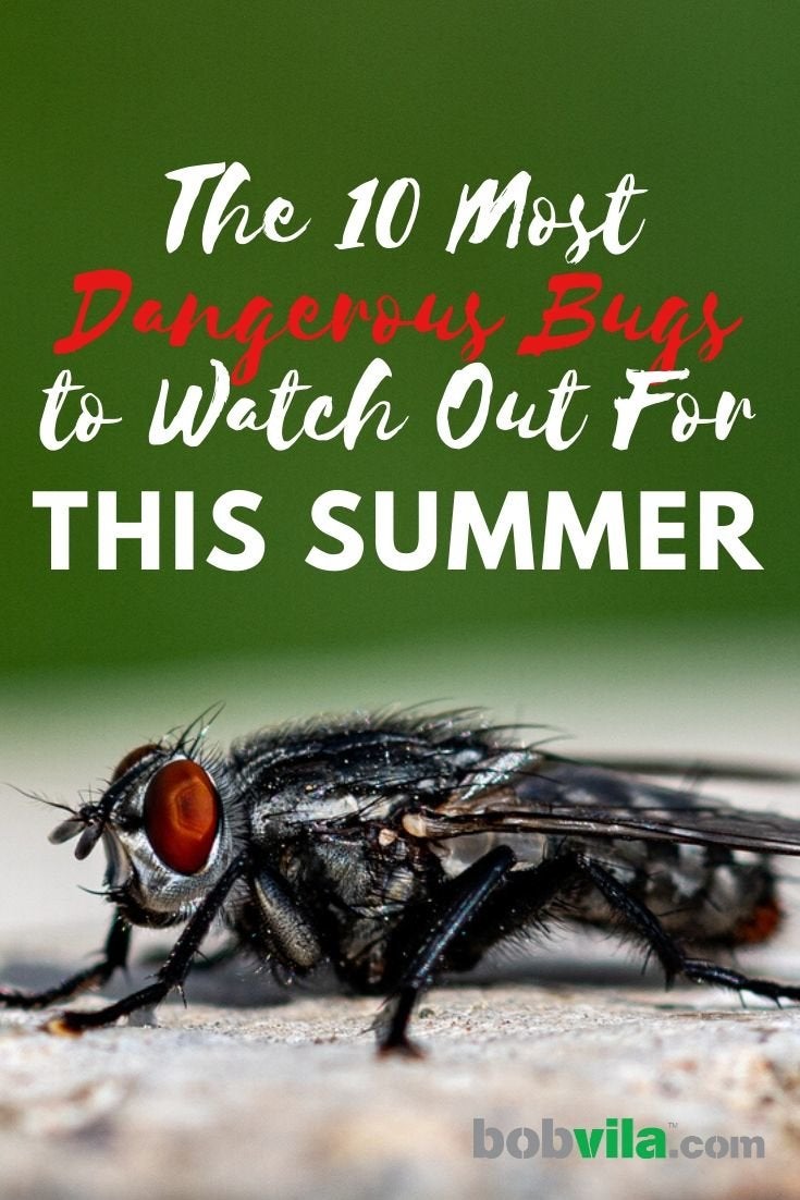 The 10 Most Dangerous Bugs to Watch Out for This Summer