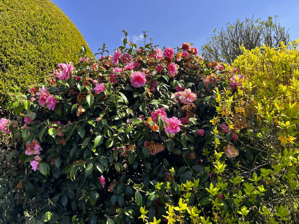 Camellia bush with bright pink blossoms on a sunny day.