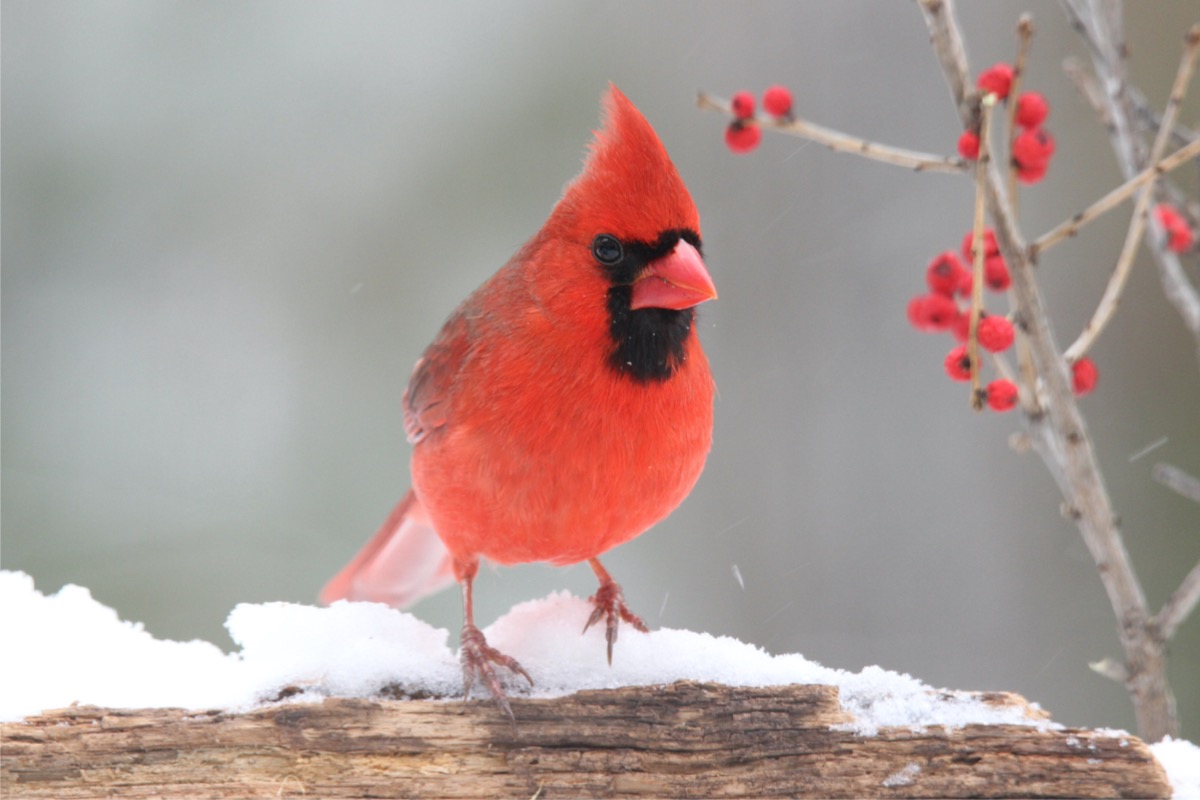 comment attirer les cardinaux