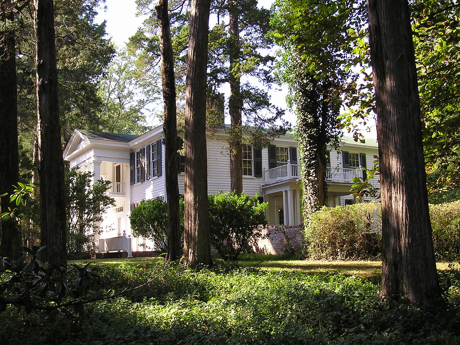 Chêne Rowan à Oxford, Mississippi