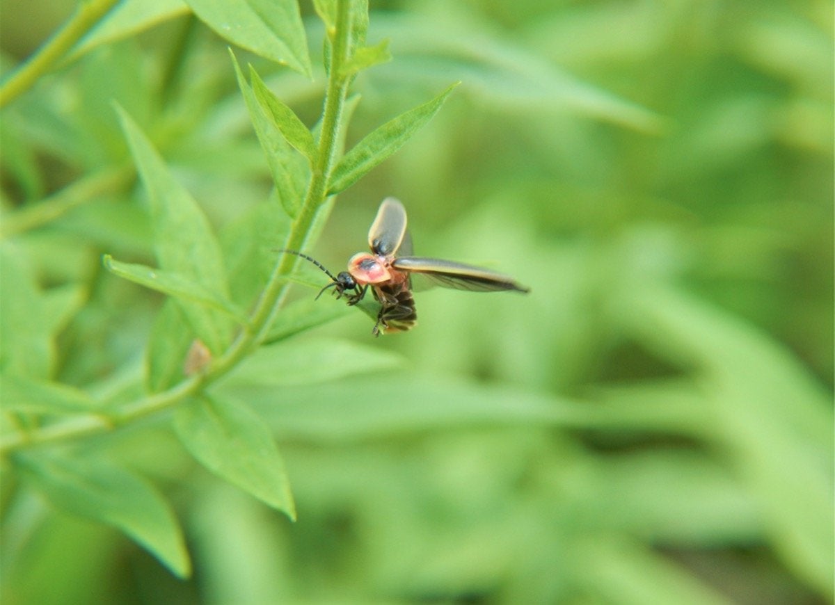 12 Ways to Be a Good Neighbor—to Your Backyard Wildlife