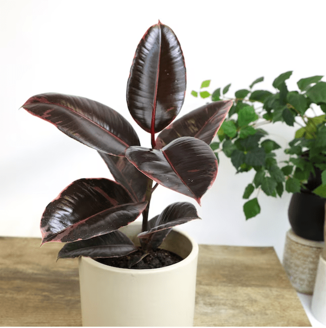 houseplants-dust-rubber-plant-in-white-pot-on-wood-table