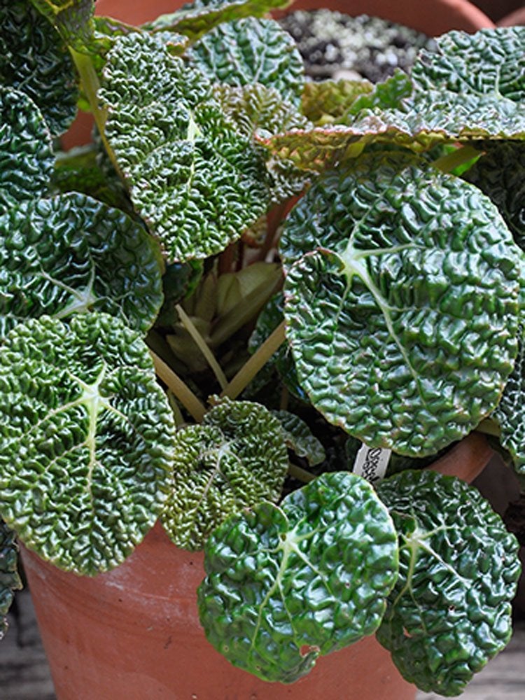 8 Exotic Houseplants You’ve Never Heard Of