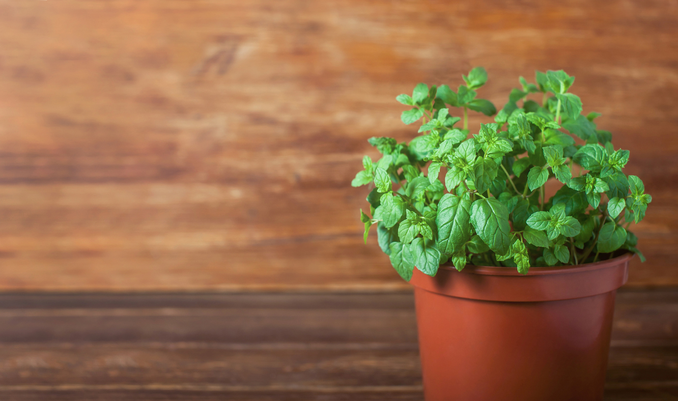 Best-smelling houeplants