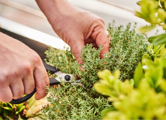 You’re Probably Harvesting Your Herbs Wrong—Here’s How to Do it Correctly for Maximum Yield