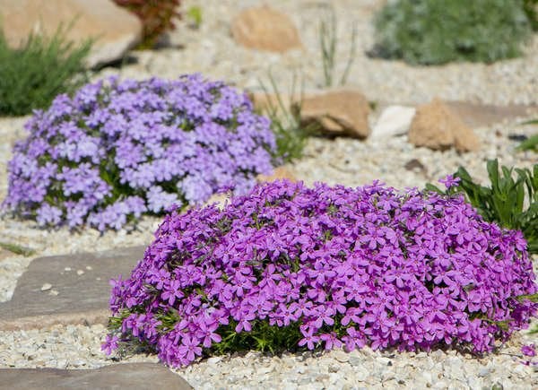 Creeping Phlox (Phlox stolonifera)