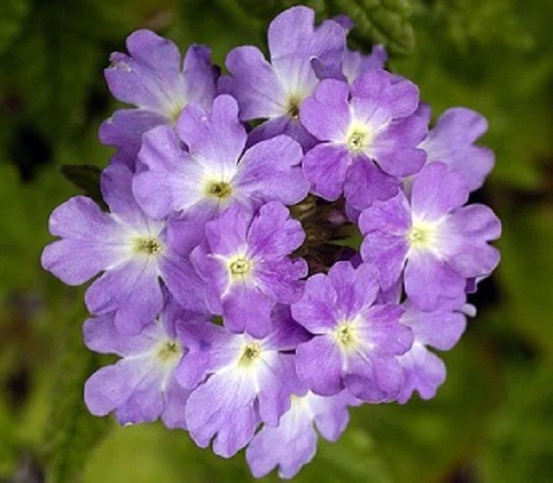 Trailing petunia imagination verbena close up