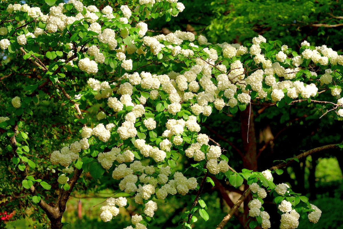 Viburnum bush with white flowers blossoming.