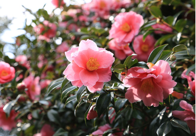 8 fleurs d'hiver colorées à connaître - The Camellia Rose