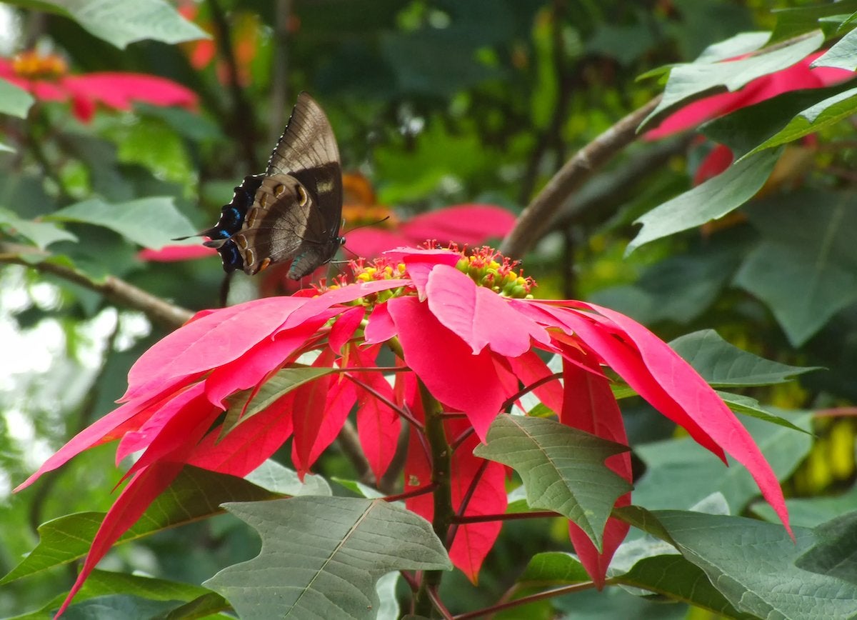 Voici à quoi ressemblent vos plantes d'intérieur préférées dans la nature