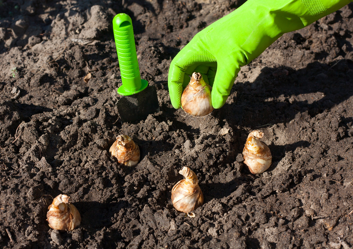 Comment planter des jonquilles – bulbes