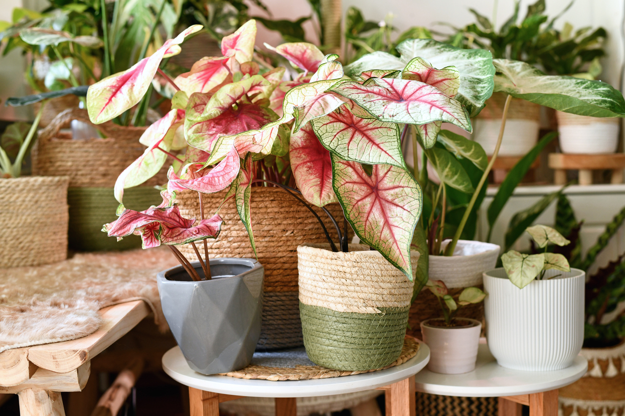 iStock-1335550756 houseplant pink caladium