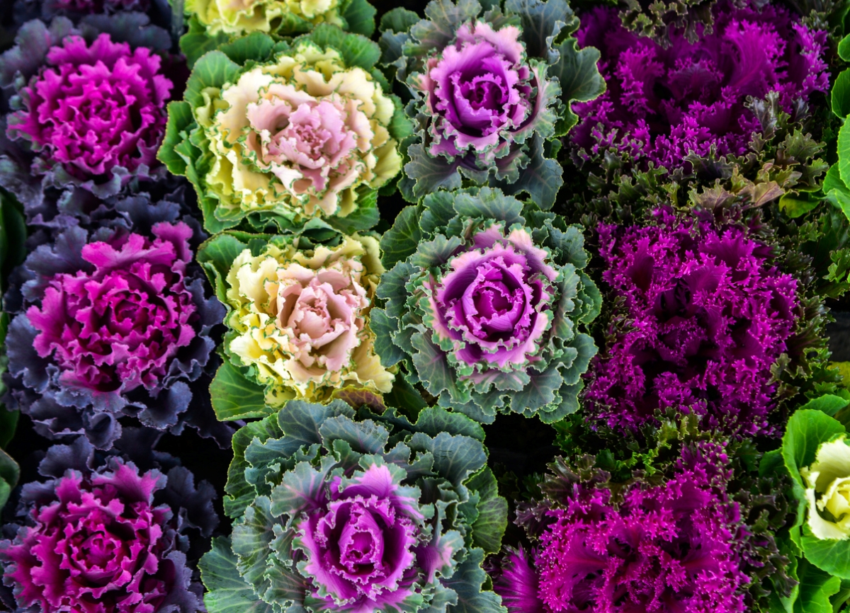 types de légumes verts asiatiques - chou frisé à fleurs violettes