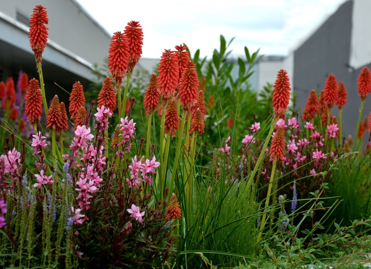 10 Tall Plants for an Interesting Landscape