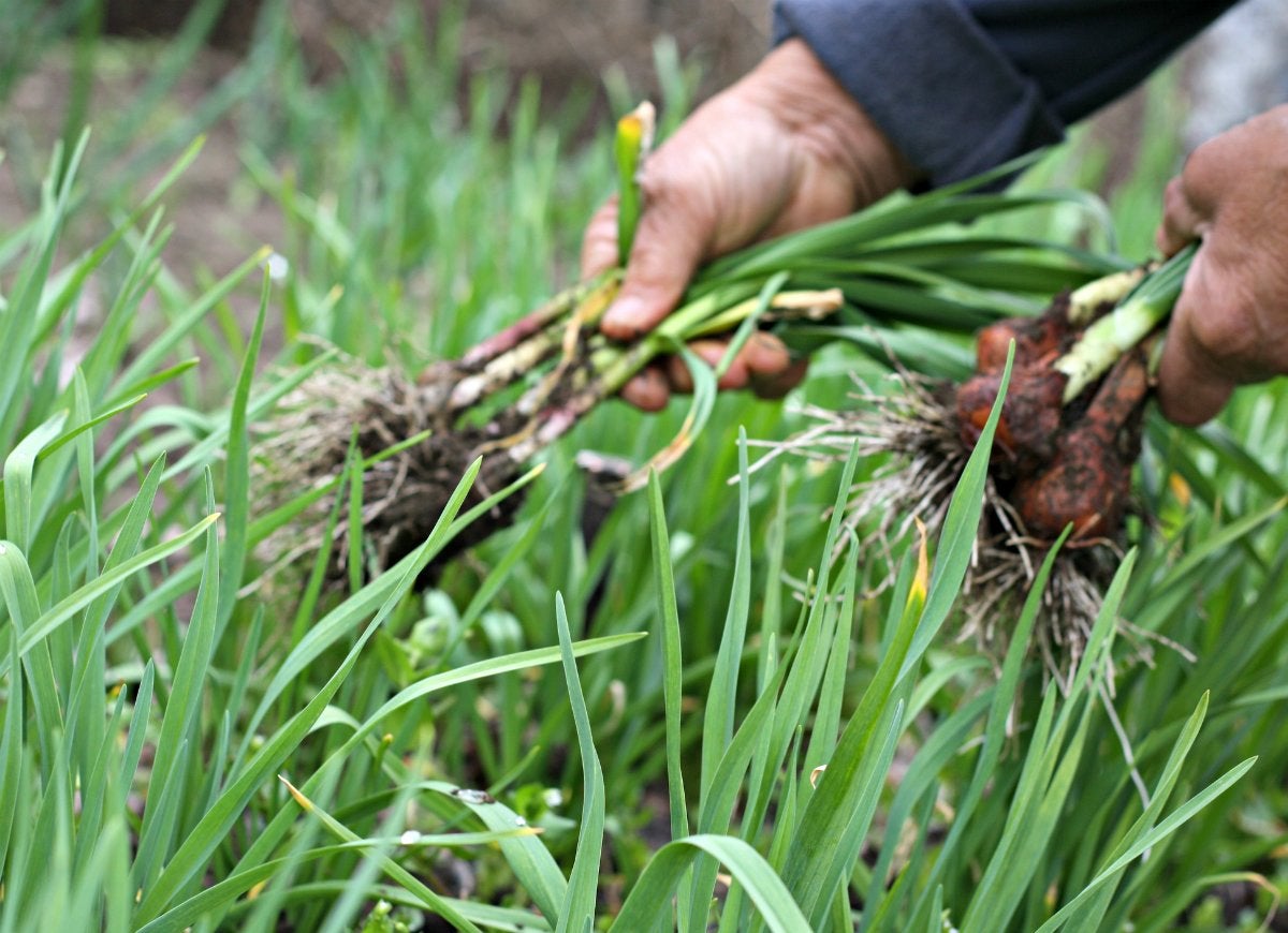 8 First Aid Supplies You Can Grow at Home