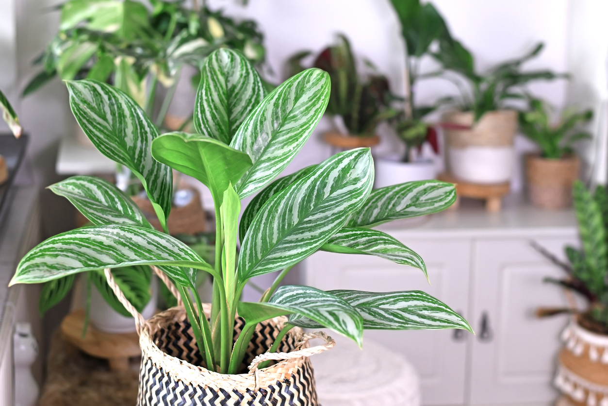 plantes qui n'ont pas besoin de trous de drainage conifères chinois